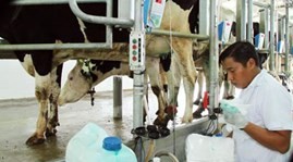 French companies to attend HCM City livestock exposition - ảnh 1